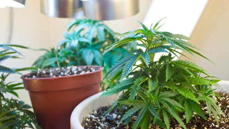 Mehrere Cannabispflanzen in einem Topf